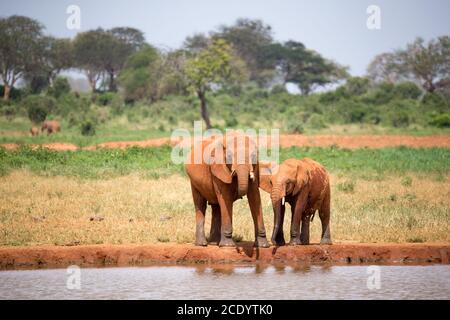 Familie von Elefanten, die Wasser aus dem Wasserloch trinken Stockfoto