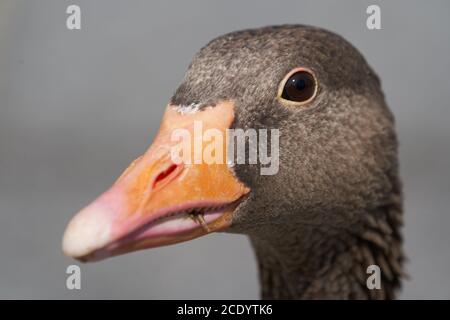 Graugans Anser anser große Gänsegewächse Anatidae Portrait Stockfoto