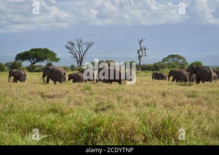 Elefantengruppe Amboseli - Big Five Safari -Kilimandscharo Afrikanischer Buschelefant Loxodonta africana Stockfoto