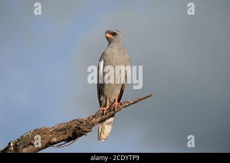 Goshawk östlichen blasse chanten Goshawk oder somalische chanten Goshawk Melierax poliopterus Dunkle chanten Goshawk Melierax metabates Stockfoto