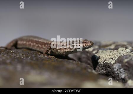 Gemeine Wandeidechse podarcis muralis Reptil Nahaufnahme Porträt klar Stockfoto