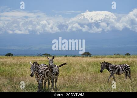 Plains Zebra Equus quagga- Big Five Safari Schwarz und weiß abgestreift Stockfoto