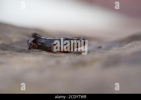 Alpine Molch Ichthyosaura alpestris Amphibian Orange Belly Stockfoto