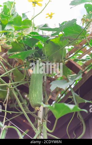 Ansicht von Bio Luffa Frucht mit blütengelben Blüten auf Pergola im Garten in der Nähe von Dallas, Texas, USA Stockfoto
