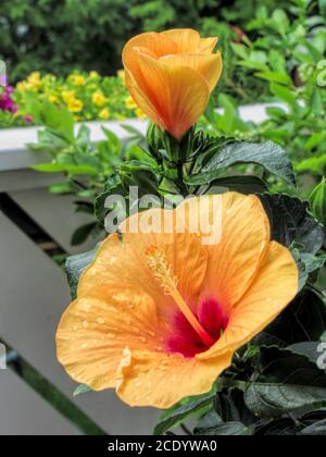 Gelbe Hibiskusblüte mit Wassertropfen auf einem Balkon Stockfoto