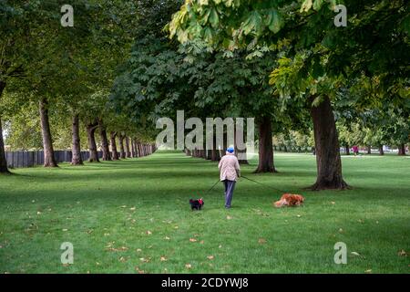 Windsor, Berkshire, Großbritannien. August 2020. Eine Dame geht mit ihren Hunden neben einer Allee von Horse Chestnut Bäumen auf dem langen Spaziergang in Windsor. Quelle: Maureen McLean/Alamy Live News Stockfoto