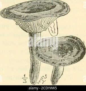 . Guide to Sowerby's Modelle der britischen Pilze in der Abteilung für Botanik, British Museum (Natural History) . abgewetzt, dann hohl, zart flauschig, dann glatt, drj. Sehr häufig in Wäldern. Die ganze Pflanze ist hochbeißend und giftig, aber riechlos. Hypomyces torminosus Tul., ein parasitärer weißer Schimmel, changingto gelb und dunkelbraun, ist häufig auf den Kiemen von L. torminosus. 97. Lactarius blennius Fr. - Pileus pallid olivaceous oder grau, fleischig, Klavier-deprimiert, klejeous, oft konzentrisch gefleckt oder unregelmäßig zoniert, Rand eingekrüppt und flauschig in der jungen Pflanze; Fleisch starr, weiß; Kiemen adnato Stockfoto