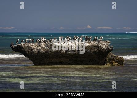 Australische Rattengruppe bei einem Felsen im Ozean – Westaustralien Stockfoto