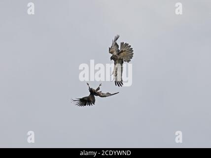 Zwei Bussarde (Buteo buteo) spielen in der Luft Stockfoto