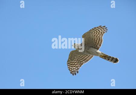Sparrowhawk-Fliegen / Sparrowhawk-Flug, Migration Stockfoto