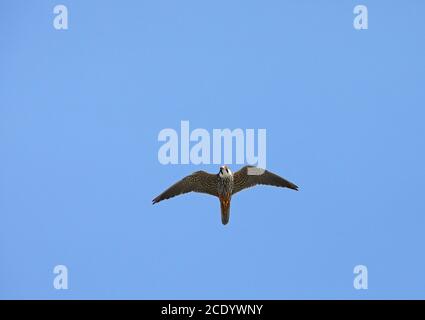 Eurasisches Hobby, Falco subbuteo, fliegen oben unter blauem Himmel Stockfoto