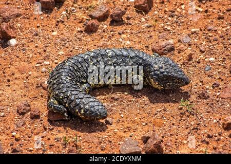 South Australia – Outback Wüste mit einem Schingelleback Eidechse als Nahaufnahme auf rotem Boden Stockfoto