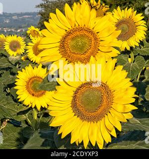 Große Sonnenblumenköpfe oder Blütenstand. Scheibe und Röhren öffnen sich zur Sonne Stockfoto