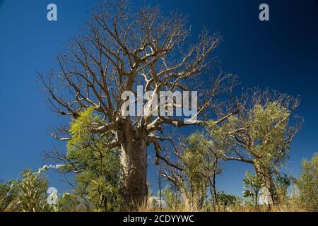 Boab Baum in der Trockenzeit mit blauem Himmel an The Kimberleys - Western Australia Stockfoto