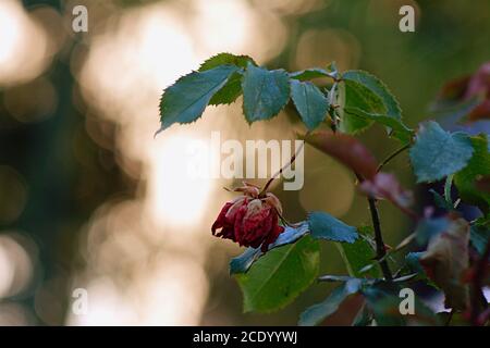Verwelkt rote Rose im Garten mit Bokeh Hintergrund Kopie Platz Stockfoto