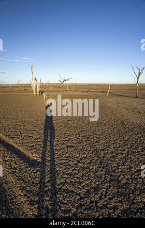 Tote Bäume am Brachland des Lake Argyle bei Sonnenuntergang Mit blauem Himmel als Hintergrund im Outback in Australien Mit langem Schatten von Stockfoto