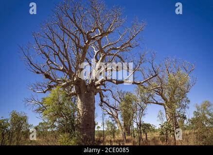 Boab Baum in der Trockenzeit mit blauem Himmel an The Kimberleys - Western Australia Stockfoto