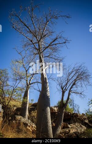 Boab Baum auf s Hügel in der Trockenzeit mit Blauer Himmel - Kimberleys - Westaustralien Stockfoto