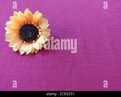 Sonnenblume gelb auf fuchsia Blatt Stockfoto