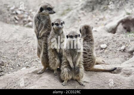 Erdmännchen 0 Stockfoto