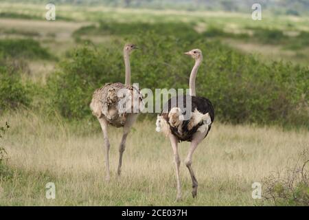 Strauß Struthio camelus Afrika Kenia Savanna Paar Stockfoto