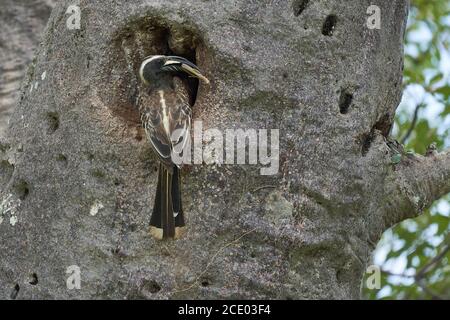 Afrikanische graue Hornschnabel Lophoceros nasutus tropischen Nähe Sperlingsvögel in der Alten Welt gefunden. Afrika. Portrait mit Lebensmittelinsekt Stockfoto