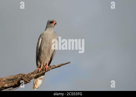 Goshawk östlichen blasse chanten Goshawk oder somalische chanten Goshawk Melierax poliopterus Dunkle chanten Goshawk Melierax metabates Stockfoto