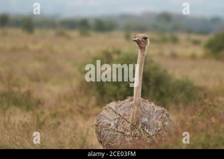 Strauß Struthio camelus Afrika Kenia Savanna Stockfoto