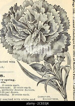 . Das Maule-Samenbuch für 1905 . 6 Hardy Garden Pinks. Ganz winterhart, brauchen keinen Schutz, und blühen jeden Frühling.einer von jedem der 6 Hardy Pinks, nur 50 Cent. ALBINO. Große, weiße Blume; sehr doppelt, duftend. Je 15 Cent. WUNDERKERZE. Schönes, klares rosa Rosa; blüht den ganzen Sommer. Je 20 Cent. KOMET. Reich karmesinrot, mit Scharlach geflammt. Große, perfekt doppelte Blüten.V^erv duftend. Eine herrliche neue Sorte. Je 15 Cent; 81.25 pro Dutzend. SOUVENIR DE SALLE. Klares, rosiges Pink. Freies Blühen. Je 10 Cent. FRAU. SIMPKINS. Ein gutes Weiß. Je 10 Cent. EARL OF CARLISLE. Tiefes Karminrot, elega Stockfoto