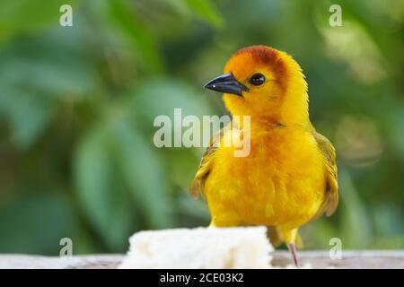 Goldhandweber Ploceus bojeri Ploceidae Sweet Portrait Stockfoto