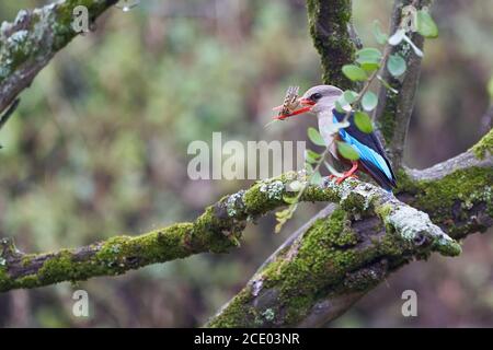 Grauer Eisvogel Halcyon leucocephala mit Heuschreckenfänge Stockfoto