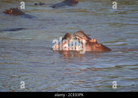 Hippo Hippopotamus Amphibious Africa Safari Porträt Wasser Stockfoto