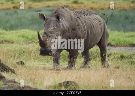 Nashorn - Nashorn mit Vogel Weißes Nashorn Vierkantnashorn Ceratotherium simum Stockfoto