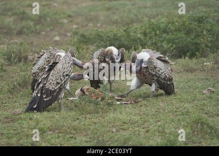 Weißrückengeier Gruppe Gyps africanus essen Aas impala Alte Welt Geier Familie Accipitridae Stockfoto