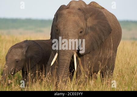 Elefant Baby Amboseli - Big Five Safari -Baby afrikanischen Busch Elefant Loxodonta africana Stockfoto