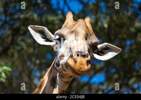 Eine Nahaufnahme des Kopfes einer Giraffe Stockfoto