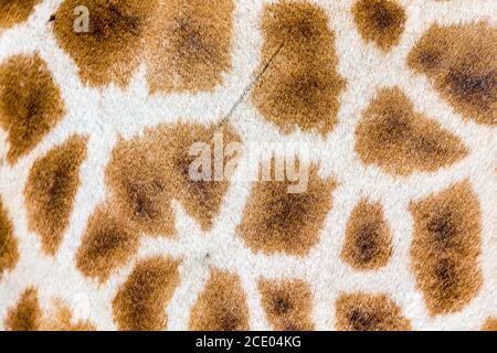 Das Fell einer Giraffe in Nahaufnahme Stockfoto