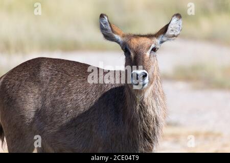 Antilope mitten in der Savanne Kenias Stockfoto