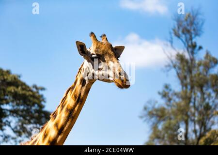 Eine Nahaufnahme des Kopfes einer Giraffe Stockfoto