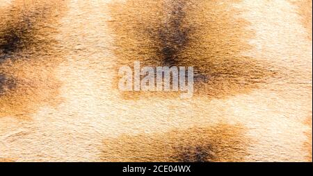 Das Fell einer Giraffe in Nahaufnahme Stockfoto