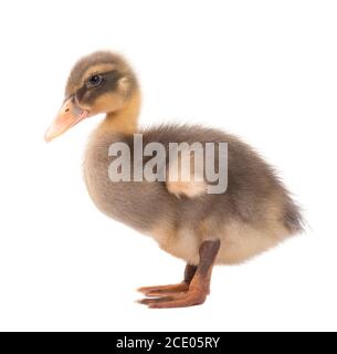 Ente mit Freistellungspfaden. Bunte Stockente auf weißem Hintergrund Stockfoto