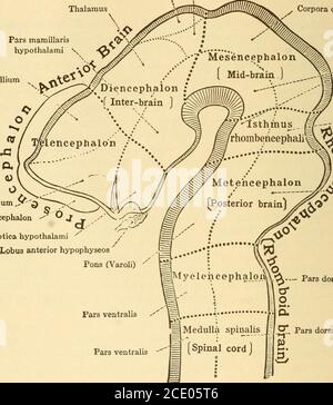 . Erkrankungen des Nervensystems . für uns, den Amphioxus, bei dem das Gehirn lediglich durch eine Verdickung am vorderen Ende des embryonalen Medullarrohres indiziert ist, bleibt das Zentralnervensystem dauerhaft in diesem Stadium. Bei allen anderen Wirbeltieren,2 1 2 MAKROSKOPISCHE ANATOMIE DES ZENTRALNERVENSYSTEMS hat das Medullarrohr an seinem vorderen Teil jedoch zwei Grate, die drei Räume bilden, die primären Hirnbläschen, die vordere Mitte und die poste-rior Gehirnbläschen, von denen letztere unmittelbar in die Spinalkordel übergeht. Bald darauf die embryonale medulläre Röhre Cu Stockfoto