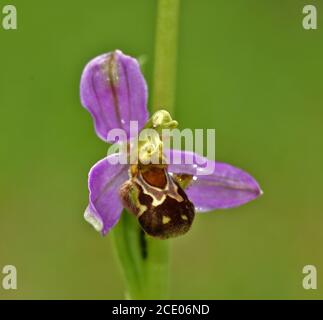 Biene Orchidee, Ophrys apifera Stockfoto