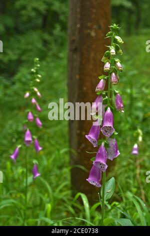 Gewöhnlicher Fuchshandschuh, violetter Fuchshandschuh, Damenhandschuh, Habitat Stockfoto