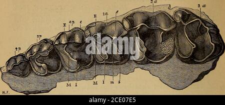. Katalog der fossilen Mammalia im britischen Museum, (Natural History) . von den vorderen und hinteren Graten unterscheiden sie sich von den Prämolaren von L. lautri-ciensis, Xoulet (L. rhinoceroides, Rut.), beschrieben von Eilholin the Ann. Sci. Geol. Bd. viii. art. 1, S. 129, 130. Die Länge des von den drei Zähnen belegten Raumes beträgt 0,090. Präsentiert von E. Packard, Esq., 1872. 11820 a. Abguss des vorderen Teils des rechten Ramus des Andibels, zeigt den Eckzahn, drei Prämolaren und EaTT.das Original stammt aus dem Eozän von Buchsweiler und wurde von Cuvier, op. CIT. wig. 1. Mantell Sammlung. Stockfoto