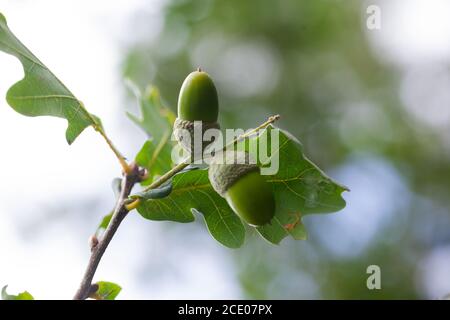 Hochauflösende Nahaufnahme einer Eichel mit Eichenblättern, englische Eiche (Quercus robur) Stockfoto