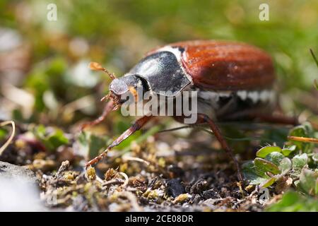 Hahnenkäfer auch genannt Maybug oder Doodlebug Europäische Käfergattung Melolontha Familie Scarabaeidae