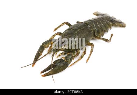 Live crayfish auf weißem Hintergrund Stockfoto