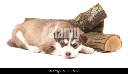 Braune Welpen Siberian husky mit blauen Augen lügen, auf weißem Hintergrund Stockfoto