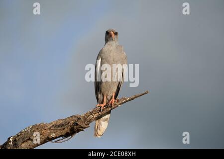 Goshawk östlichen blasse chanten Goshawk oder somalische chanten Goshawk Melierax poliopterus Dunkle chanten Goshawk Melierax metabates Stockfoto